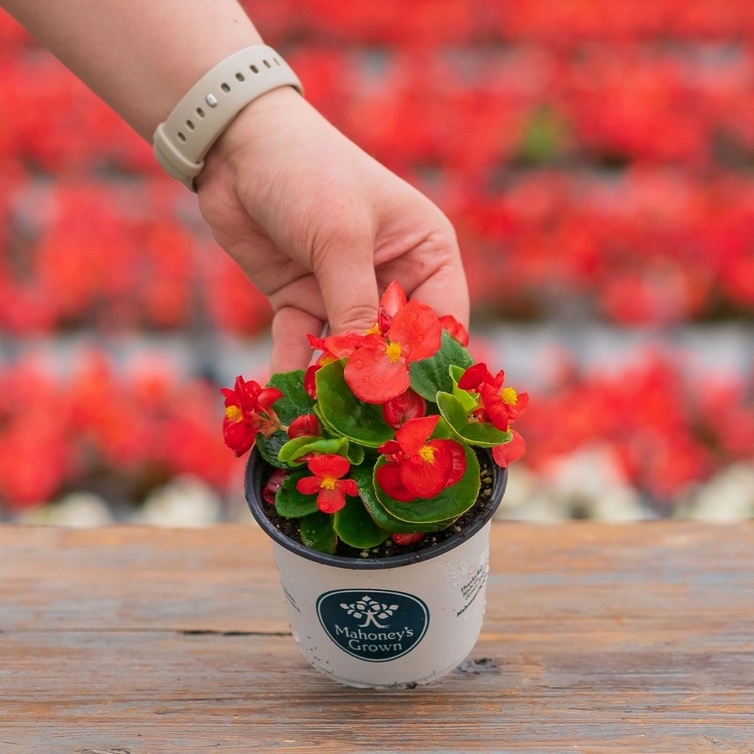 Begonia – Bada Bing Scarlet – 4″ Pot
